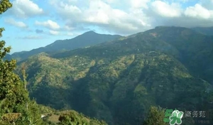 綠山咖啡和藍(lán)山咖啡有什么區(qū)別？