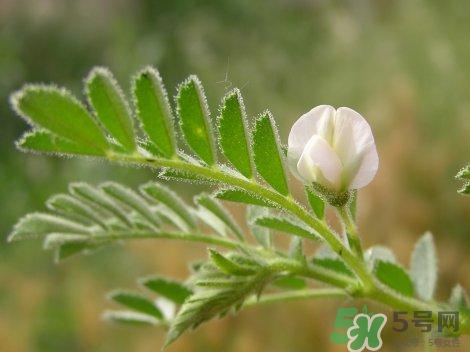 鷹嘴豆的營(yíng)養(yǎng)價(jià)值 鷹嘴豆的功效與作用