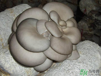 平菇是什么樣子？平菇是怎么長出來的？