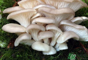 坐月子能吃平菇嗎？坐月子能不能吃平菇？