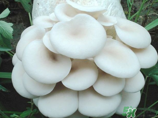 坐月子能吃平菇嗎？坐月子能不能吃平菇？