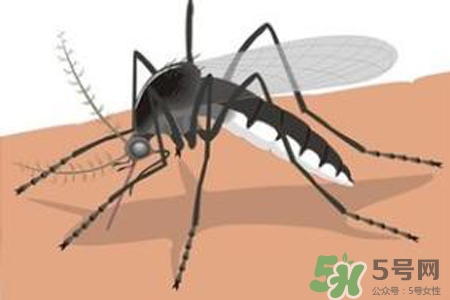 冬天為什么會(huì)有蚊子？冬天家里有蚊子怎么辦？
