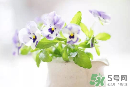 冬天陽(yáng)臺(tái)種什么植物好？冬天種什么植物好養(yǎng)活？