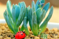 冬天陽(yáng)臺(tái)種什么植物好？冬天種什么植物好養(yǎng)活？