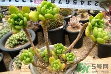 冬天陽(yáng)臺(tái)種什么植物好？冬天種什么植物好養(yǎng)活？