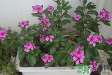 冬天陽(yáng)臺(tái)種什么植物好？冬天種什么植物好養(yǎng)活？