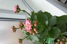 冬天陽(yáng)臺(tái)種什么植物好？冬天種什么植物好養(yǎng)活？