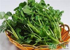 西洋菜的營養(yǎng)價值 西洋菜的功效與作用 西洋菜的營養(yǎng)價值 西洋菜的功效與作用