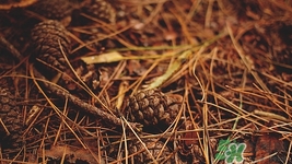 松子可以多吃嗎?松子吃多了會怎么樣 松子可以多吃嗎?松子吃多了會怎么樣