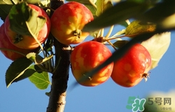 沙果可以釀酒嗎?沙果釀酒步驟方法介紹 沙果可以釀酒嗎?沙果釀酒步驟方法介紹