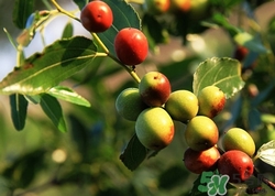 糖尿病能吃酸棗嗎?糖尿病吃酸棗好嗎 糖尿病能吃酸棗嗎?糖尿病吃酸棗好嗎