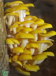榆黃蘑的營養(yǎng)價值 榆黃蘑的功效與作用