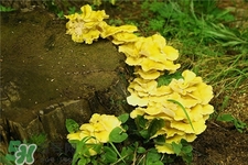 榆黃蘑的營養(yǎng)價值 榆黃蘑的功效與作用