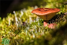 紅菇的營養(yǎng)價(jià)值 紅菇的功效與作用