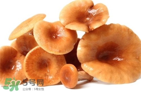 紅菇的營養(yǎng)價(jià)值 紅菇的功效與作用