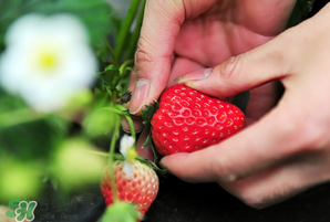 冬天有草莓嗎？冬天的草莓能吃嗎？