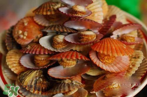 扇貝裙邊可以吃嗎？扇貝裙邊怎么吃？