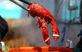 冬天有小龍蝦嗎？冬天吃小龍蝦好嗎？