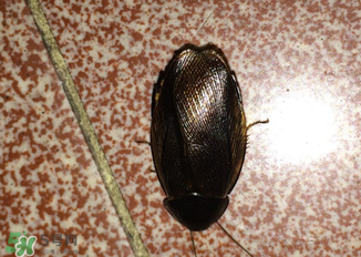 冬天有蟑螂嗎？蟑螂冬天還有嗎？