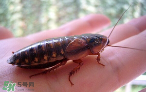 冬天有蟑螂嗎？蟑螂冬天還有嗎？