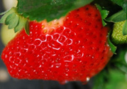 孕婦冬天能吃草莓嗎？孕婦冬天吃草莓好嗎？