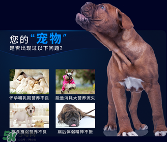 狗狗營養(yǎng)膏一天吃幾次？狗狗營養(yǎng)膏一天喂多少？