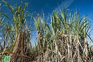 甘蔗皮有什么藥用功效？甘蔗皮的功效與作用
