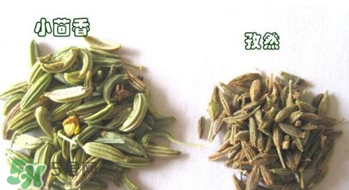 小茴香是孜然嗎？小茴香和孜然的區(qū)別