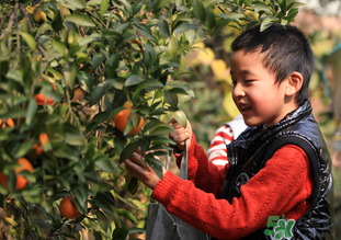 橙子籽能吃嗎？橙子籽的功效與作用