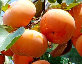 一天可以吃幾個柿子？柿子每天可以吃幾個？