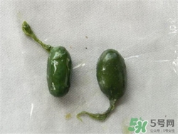 蛇膽可以生吃嗎?蛇膽生吃有什么作用 蛇膽可以生吃嗎?蛇膽生吃有什么作用