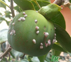 柿子長白點還能吃嗎？柿子上有白點能吃嗎？