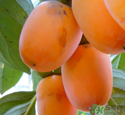 柿子長白點還能吃嗎？柿子上有白點能吃嗎？