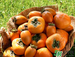 柿子籽能吃嗎？柿子籽的功效與作用