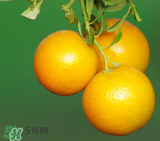 新鮮的桔子怎么保存？新鮮桔子儲存方法