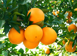 新鮮橙子可以泡水喝嗎？橙子泡水喝有什么好處