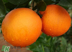 吃完橙子可以吃藥嗎？吃藥后可以吃橙子嗎？