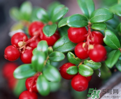 蔓越莓可以和什么一起榨汁？蔓越莓榨汁搭配