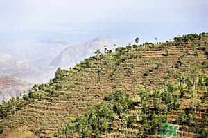 高粱米孕婦吃了有什么副作用?孕婦吃高粱米的功效與作用