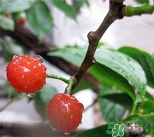 櫻桃酒泡多久可以喝?櫻桃酒要發(fā)酵多長時(shí)間? 櫻桃酒泡多久可以喝?櫻桃酒要發(fā)酵多長時(shí)間?