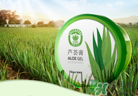 雅麗潔蘆薈膠多少錢？雅麗潔蘆薈膠好不好？