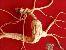 林下參的營養(yǎng)價(jià)值 林下參的功效與作用 林下參的營養(yǎng)價(jià)值 林下參的功效與作用