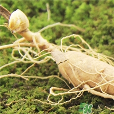 林下參的營養(yǎng)價(jià)值 林下參的功效與作用 林下參的營養(yǎng)價(jià)值 林下參的功效與作用