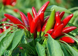 新鮮辣椒怎么保存？新鮮辣椒怎么保存更久？