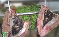 新鮮魚怎么腌制咸魚塊？咸魚塊怎么腌制