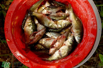 腌魚用什么容器？腌魚用什么裝？