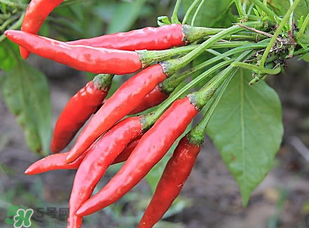 辣椒變紅能吃嗎？辣椒為什么會變紅？