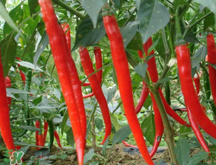 辣椒變紅能吃嗎？辣椒為什么會變紅？