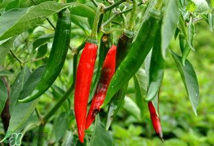 辣椒變軟了還能吃嗎？辣椒變軟了怎么辦？