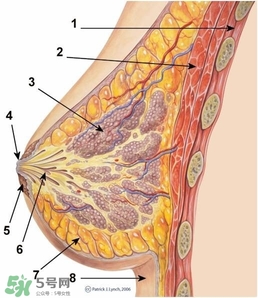 怎么減肥胸部不會變??？減肥不減胸的最好辦法